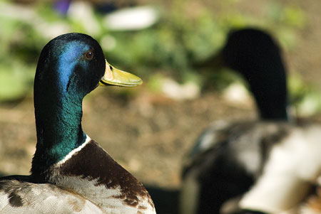 Deux canards
