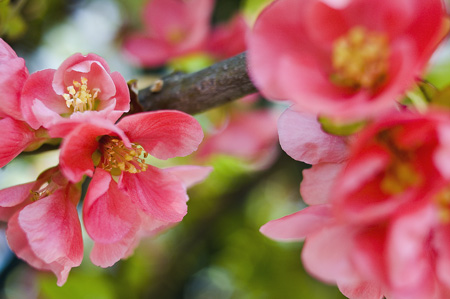 des fleurs, partout
