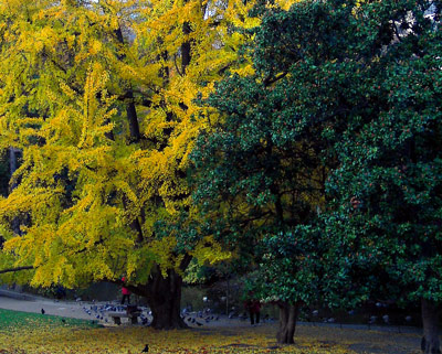 Feuillage jaune vif et feuillage vert fonc&eacute; c&ocirc;te &agrave; c&ocirc;te