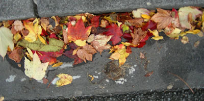Bout de trottoir et caniveau rempli de feuilles mortes jaunes et rouges. Couleurs vives sur fond de route gris Bout de trottoir et caniveau rempli de feuilles mortes jaunes et rouges. Couleurs vives sur fond de route gris