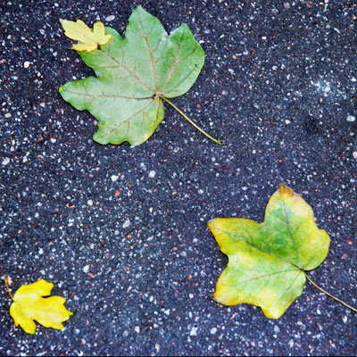 Feuilles mortes sur un trottoir Feuilles mortes sur un trottoir
