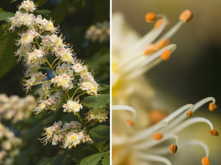 Parc Montsouris, 11 mai 2006