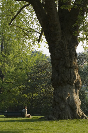 Un grand arbre, quelqu'un assis sur un banc tout &agrave; c&ocirc;t&eacute; l'air minuscule