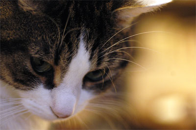Wallstreet, le chat chez qui nous vivons ma compagne et moi Wallstreet, le chat chez qui nous vivons ma compagne et moi